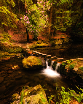 ...fairy place... / Tollymore forest park...