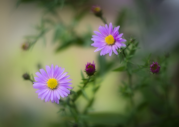 Herbstblumen / ***