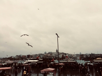 city / birds