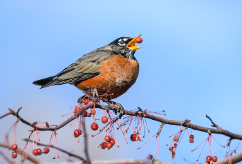 American robin (Turdus migratorius) / ***