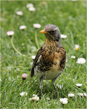 Thrush Wacholderdrossel / ***