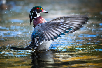 Wood duck (male) / ***