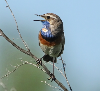 Blaukehlchen / ***