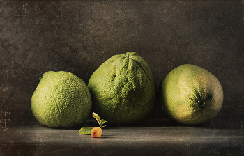 The three fat men / still life with three pomelo (Citrus maxima)