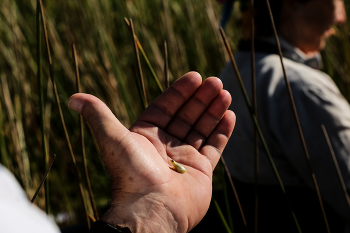 Bootstour im Okawango Delta / der angeblich kleinste Frosch der Welt