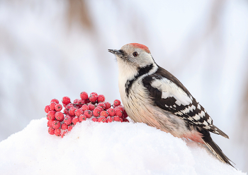 Winter-Skizzen / .....