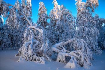 Schnee-Spitze / ***