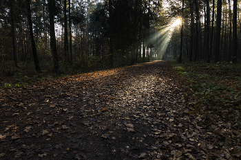 Herbstmorgen. / ***