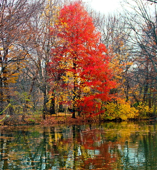 allen Farben des Herbstes / ***