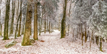 Winteridylle / leicht eingeschneiter Waldweg