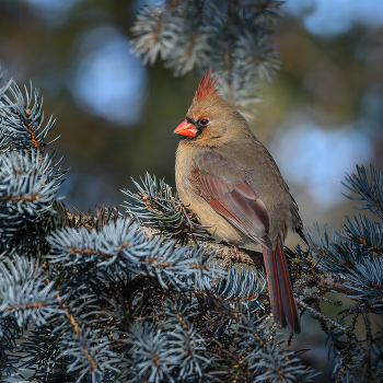 Northern cardinal (female) / ***