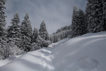 Auf dem frischen Schnee / ***