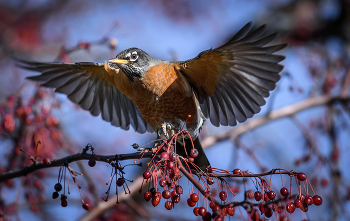 American robin (Turdus migratorius) / ***