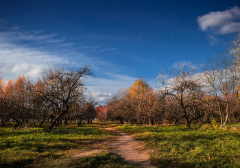 Herbst Garten / ***