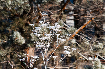 Winter-Spitze / ***