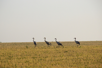 Cranes / ***