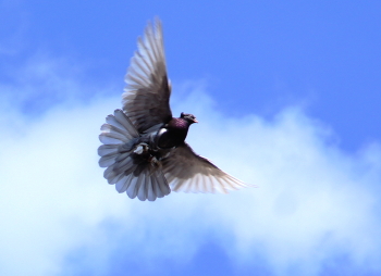 Im Flug / ***