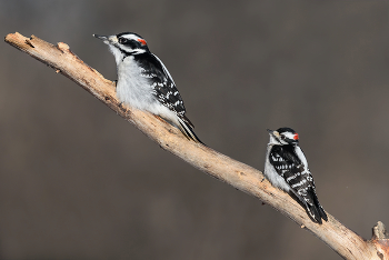 Hairy Woodpecker (male) &amp; Downy woodpecker (male) / ***