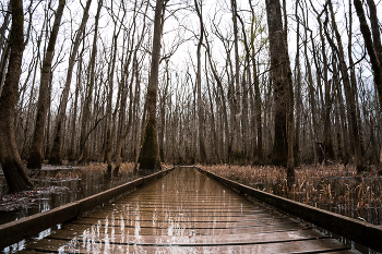Dark swamp / January in South Carolina