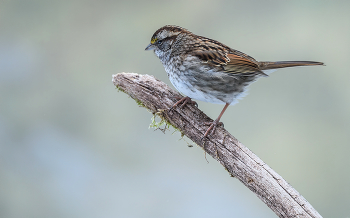 White-throated Sparrow / ***