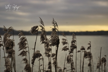 Ein Winterabend an der See / Reed an der Ostsee am Abend