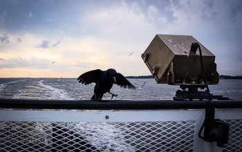 Just posing / Ferry life