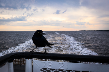 The passenger / Ferry life