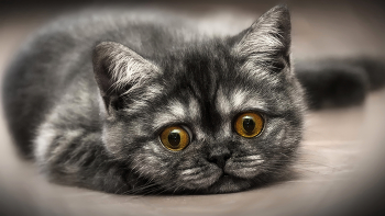 Katzen Foto / ***