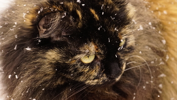 Winter-Skizzen / ***