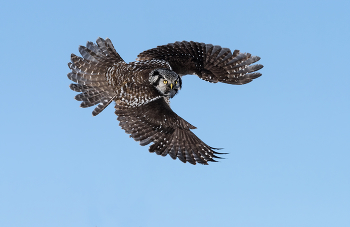 Northern Hawk Owl / ***