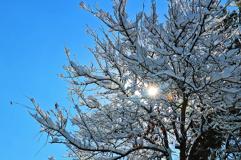 Frost und Sonne - ein wunderschöner Tag ... / ***