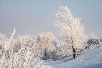Enchantress Winter verzaubert, Waldbestände ... / ***