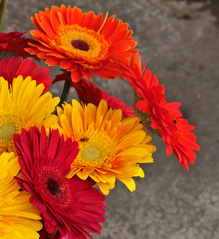 Gerbera / ***