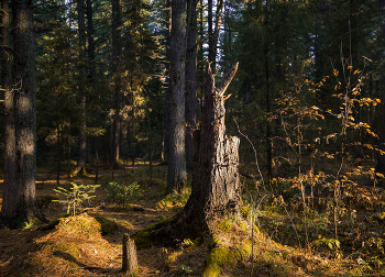 In Erinnerung an die Herbst / ***