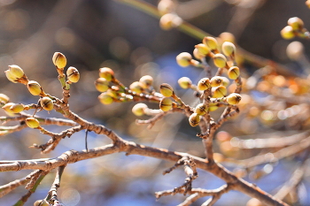 Future Harvest / ***