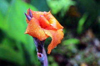 Nach dem Regen / ***