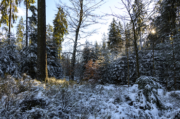 Winter Farbe. / ***