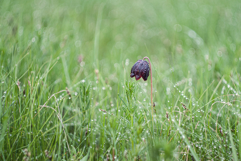 Nach dem Regen / ***