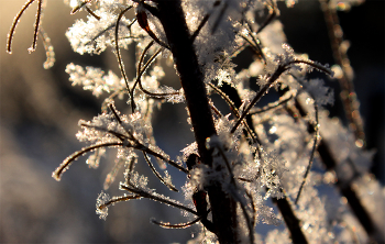 Winter-Spitze / ***