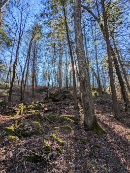 trees / Cumberland Mountain State Park, Crossville, TN