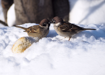 Sparrows / ***