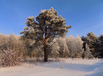 Kiefer-Baum / ***