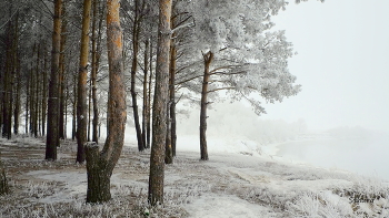 Winterwald. / ***