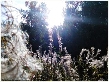 Sommernachmittag / ***