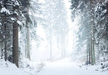 Schneesturm / ***