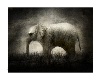 Elefant / digital art