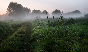 Nebel Wiese / ***