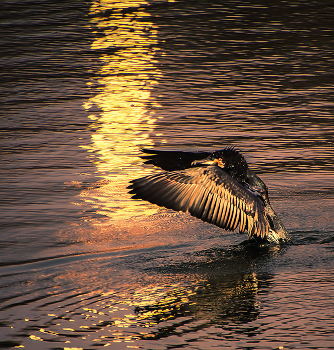 Die Solar-Pfad / ***