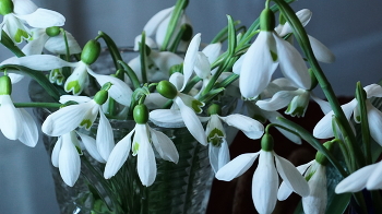 Schneeglöckchen / ***