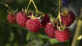 Himbeere / ***